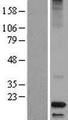 DCD / Dermcidin Protein - Western validation with an anti-DDK antibody * L: Control HEK293 lysate R: Over-expression lysate