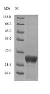 DCD / Dermcidin Protein - (Tris-Glycine gel) Discontinuous SDS-PAGE (reduced) with 5% enrichment gel and 15% separation gel.