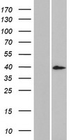 DCDC1 Protein - Western validation with an anti-DDK antibody * L: Control HEK293 lysate R: Over-expression lysate