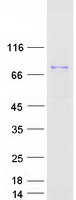 DCLK / DCLK1 Protein - Purified recombinant protein DCLK1 was analyzed by SDS-PAGE gel and Coomassie Blue Staining