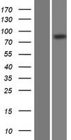 DCLK2 / DCAMKL2 Protein - Western validation with an anti-DDK antibody * L: Control HEK293 lysate R: Over-expression lysate