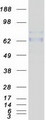 DCT / Dopachrome Tautomerase Protein - Purified recombinant protein DCT was analyzed by SDS-PAGE gel and Coomassie Blue Staining