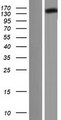 DCTN1 / Dynactin 1 Protein - Western validation with an anti-DDK antibody * L: Control HEK293 lysate R: Over-expression lysate