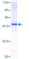 DCTN1 / Dynactin 1 Protein - 12.5% SDS-PAGE of human DCTN1 stained with Coomassie Blue
