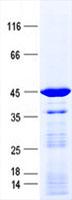DCTN5 / Dynactin 5 Protein