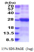 DCTN6 / Dynactin 6 Protein