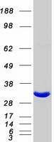 DCUN1D1 / SCCRO Protein - Purified recombinant protein DCUN1D1 was analyzed by SDS-PAGE gel and Coomassie Blue Staining
