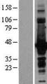 DCX / Doublecortin Protein - Western validation with an anti-DDK antibody * L: Control HEK293 lysate R: Over-expression lysate
