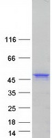 DCX / Doublecortin Protein - Purified recombinant protein DCX was analyzed by SDS-PAGE gel and Coomassie Blue Staining