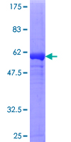 DDAH1 Protein - 12.5% SDS-PAGE of human DDAH1 stained with Coomassie Blue