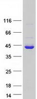 DDAH1 Protein - Purified recombinant protein DDAH1 was analyzed by SDS-PAGE gel and Coomassie Blue Staining