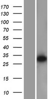 DDAH2 Protein - Western validation with an anti-DDK antibody * L: Control HEK293 lysate R: Over-expression lysate