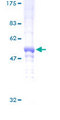 DDAH2 Protein - 12.5% SDS-PAGE of human DDAH2 stained with Coomassie Blue
