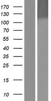 DDB1 Protein - Western validation with an anti-DDK antibody * L: Control HEK293 lysate R: Over-expression lysate