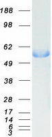 DDC / DOPA Decarboxylase Protein - Purified recombinant protein DDC was analyzed by SDS-PAGE gel and Coomassie Blue Staining