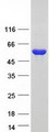 DDC / DOPA Decarboxylase Protein - Purified recombinant protein DDC was analyzed by SDS-PAGE gel and Coomassie Blue Staining