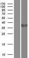 DDH / AKR1C1 Protein - Western validation with an anti-DDK antibody * L: Control HEK293 lysate R: Over-expression lysate