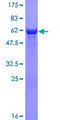 DDH / AKR1C1 Protein - 12.5% SDS-PAGE of human AKR1C1 stained with Coomassie Blue