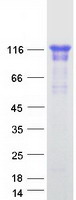 DDHD1 Protein - Purified recombinant protein DDHD1 was analyzed by SDS-PAGE gel and Coomassie Blue Staining