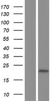 DDIT3 / CHOP Protein - Western validation with an anti-DDK antibody * L: Control HEK293 lysate R: Over-expression lysate