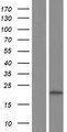 DDIT3 / CHOP Protein - Western validation with an anti-DDK antibody * L: Control HEK293 lysate R: Over-expression lysate