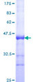 DDIT3 / CHOP Protein - 12.5% SDS-PAGE Stained with Coomassie Blue.