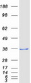 DDIT4 / REDD1 Protein - Purified recombinant protein DDIT4 was analyzed by SDS-PAGE gel and Coomassie Blue Staining