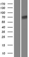 DDN / Dendrin Protein - Western validation with an anti-DDK antibody * L: Control HEK293 lysate R: Over-expression lysate