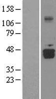 DDO / D-Aspartate Oxidase Protein - Western validation with an anti-DDK antibody * L: Control HEK293 lysate R: Over-expression lysate