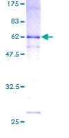 DDO / D-Aspartate Oxidase Protein - 12.5% SDS-PAGE of human DDO stained with Coomassie Blue