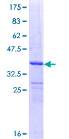 DDO / D-Aspartate Oxidase Protein - 12.5% SDS-PAGE Stained with Coomassie Blue.