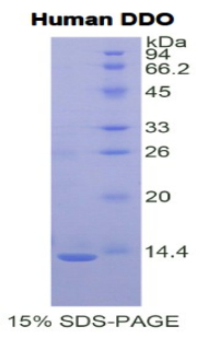 DDO / D-Aspartate Oxidase Protein - Recombinant D-Aspartate Oxidase By SDS-PAGE