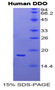 DDO / D-Aspartate Oxidase Protein - Recombinant D-Aspartate Oxidase By SDS-PAGE