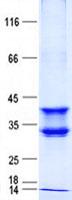 DDO / D-Aspartate Oxidase Protein