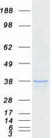 DDO / D-Aspartate Oxidase Protein - Purified recombinant protein DDO was analyzed by SDS-PAGE gel and Coomassie Blue Staining