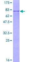 DDOST / OST48 Protein - 12.5% SDS-PAGE of human DDOST stained with Coomassie Blue