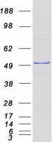 DDOST / OST48 Protein - Purified recombinant protein DDOST was analyzed by SDS-PAGE gel and Coomassie Blue Staining