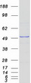 DDOST / OST48 Protein - Purified recombinant protein DDOST was analyzed by SDS-PAGE gel and Coomassie Blue Staining