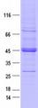 DDR2 Protein