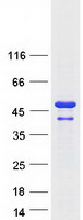 DDRGK1 Protein - Purified recombinant protein DDRGK1 was analyzed by SDS-PAGE gel and Coomassie Blue Staining