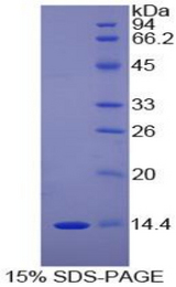 DDT / Dopamine Tautomerase Protein - Recombinant D-Dopachrome Tautomerase By SDS-PAGE