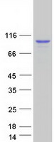 DDX1 Protein - Purified recombinant protein DDX1 was analyzed by SDS-PAGE gel and Coomassie Blue Staining