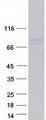 DDX17 Protein - Purified recombinant protein DDX17 was analyzed by SDS-PAGE gel and Coomassie Blue Staining