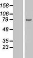 DDX18 Protein - Western validation with an anti-DDK antibody * L: Control HEK293 lysate R: Over-expression lysate