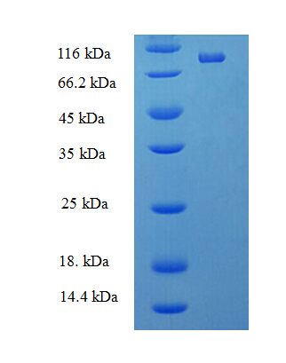 DDX19A Protein