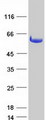 DDX19A Protein - Purified recombinant protein DDX19A was analyzed by SDS-PAGE gel and Coomassie Blue Staining