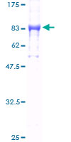 DDX19B Protein - 12.5% SDS-PAGE of human DDX19 stained with Coomassie Blue