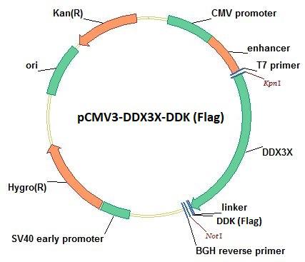 Human DDX3 / DDX3X Expression-Ready ORF Clone (pCMV3-C-DDK (Flag)) | LSBio