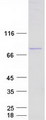 DDX3 / DDX3X Protein - Purified recombinant protein DDX3X was analyzed by SDS-PAGE gel and Coomassie Blue Staining