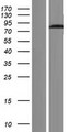 DDX33 / DHX33 Protein - Western validation with an anti-DDK antibody * L: Control HEK293 lysate R: Over-expression lysate